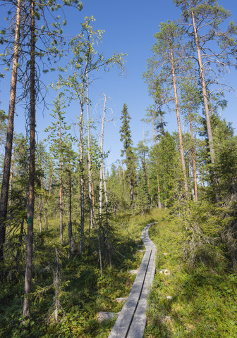 Finnland, Lappland, Kuusamo, Oulanka-Nationalpark, Kiefernwald mit Promenade, lizenzfreies Stockfoto