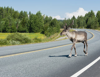 Finland, Lapland, road to Rovaniemi, reindeer crossing the street - JBF000180