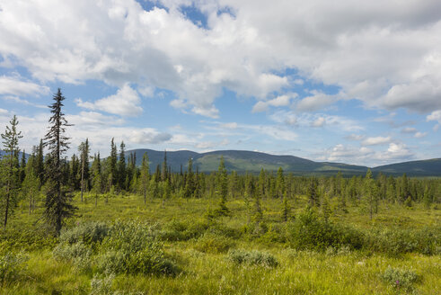 Finnland, Lappland, Pallas-Yllaestunturi-Nationalpark, Blick auf den Pallas-Fall, Kiefernwald - JBF000182