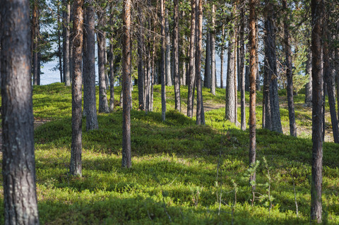 Sweden, Lapland, Norrbotten County, Kvikkjokk, forest at lake Saggat stock photo