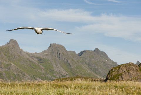 Norwegen, Nordland, Lofoten, Flakstad, fliegende Heringsmöwe, lizenzfreies Stockfoto