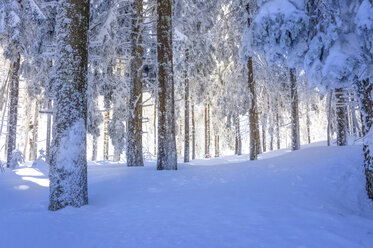 Germany, Baden-Wuerttemberg, Black Forest, snow-covered forest - PUF000331