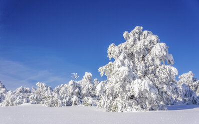 Germany, Baden-Wuerttemberg, Black Forest, snow-covered landscape - PUF000335