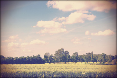 Rapsfeld, lizenzfreies Stockfoto