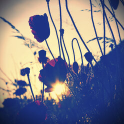 Poppies at sunset - HOHF001203