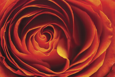 Rote Rosenblüte, Rosa, Nahaufnahme - LCF000001