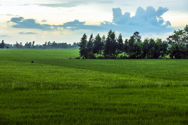Vietnam, An Giang, Long Xuyen, Blick auf Reisfelder in der Abenddämmerung - WEF000275