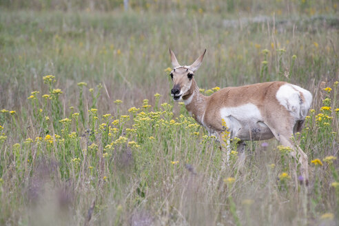 USA, South Dakota, Wind Cave National Park, Pronghorn - NNF000091