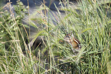 USA, Wyoming, Grand Teton National Park, Eichhörnchen - NNF000121