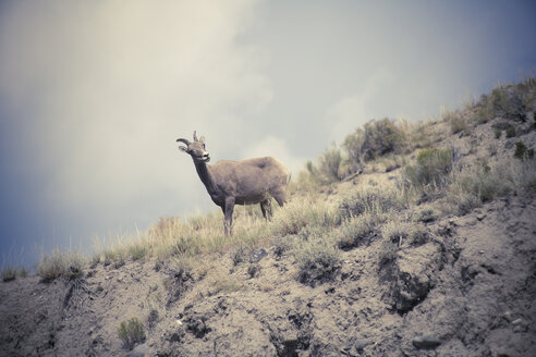 USA, Wyoming, Yellowstone-Nationalpark, Steinbock, Capra ibex - NNF000129