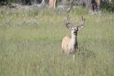 USA, Wyoming, Yellowstone-Nationalpark, Rehwild - NNF000138