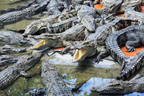 Vietnam, An Giang, Long Xuyen, Krokodile auf einer Farm - WEF000284