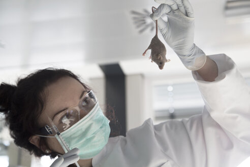 Deutschland, Forschungslabor, Junge Wissenschaftlerin behandelt Labormaus - SGF001140