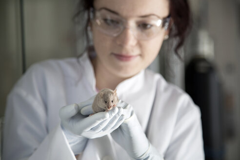 Deutschland, Forschungslabor, Junge Wissenschaftlerin beobachtet Labormaus nach Behandlung - SGF001141