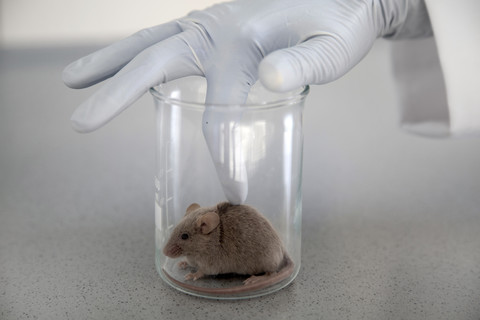 Deutschland, Forschungslabor, Junger Wissenschaftler, der eine Maus im Laborglas aktiviert, lizenzfreies Stockfoto