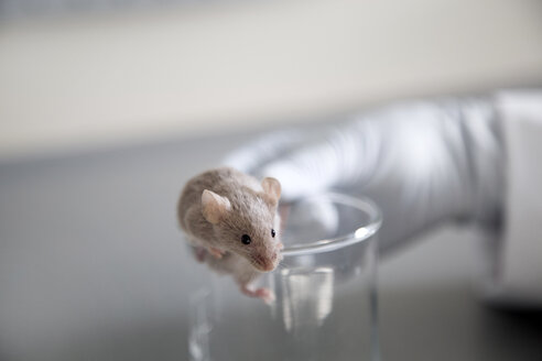 Deutschland, Forschungslabor, Maus klettert aus dem Laborglas - SGF001191