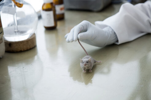 Deutschland, Forschungslabor, Junge Wissenschaftlerin hält Labormaus nach Behandlung - SGF001143