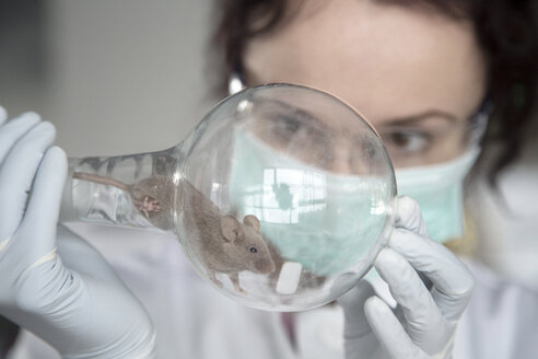 Deutschland, Forschungslabor, Junge Wissenschaftlerin beobachtet Maus in Rundkolben - SGF001192