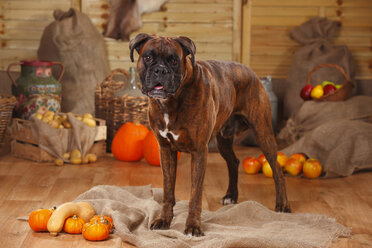 Boxer zwischen herbstlicher Dekoration stehend - HTF000568