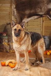 Deutscher Schäferhund in einer herbstlich geschmückten Scheune stehend - HTF000570