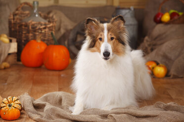 American Collie lying in an autumnal decorated barn - HTF000572