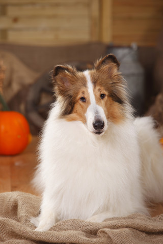 American Collie liegend in einer herbstlich dekorierten Scheune, lizenzfreies Stockfoto