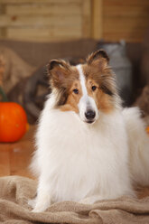 American Collie lying in an autumnal decorated barn - HTF000573