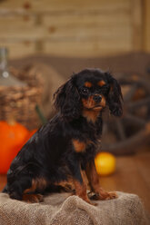 Cavalier King Charles Spaniel sitting in an autumnal decorated barn - HTF000559