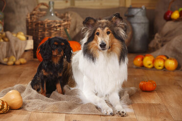 Cavalier King Charles Spaniel und American Collie in einer herbstlich dekorierten Scheune - HTF000555