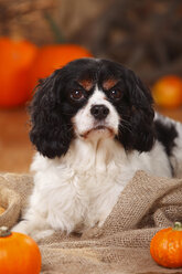 Porträt eines Cavalier King Charles Spaniels in einer herbstlich dekorierten Scheune - HTF000553