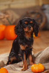 Cavalier King Charles Spaniel sitting in an autumnal decorated barn - HTF000552