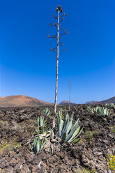 Spain, Canary Islands, Lanzarote, Tinajo, blooming agave in Timanfaya National Park - AMF003382
