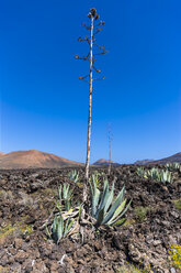 Spanien, Kanarische Inseln, Lanzarote, Tinajo, blühende Agave im Timanfaya-Nationalpark - AMF003382