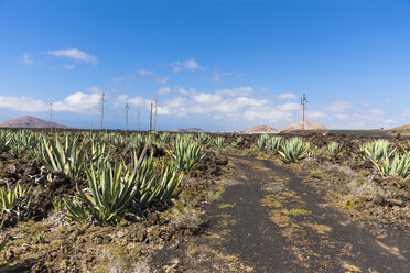 Spanien, Kanarische Inseln, Lanzarote, Tinajo, blühende Agaven im Timanfaya-Nationalpark - AMF003383