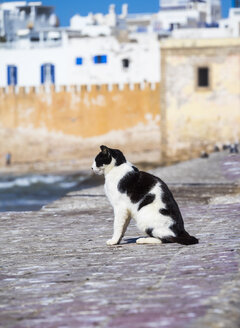 Marokko, Essaouira, Katze sitzt auf Hafenmauer - AMF003395