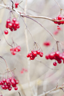 Twigs with berries of guelder-rose, viburnum opulus, in winter - CZF000183