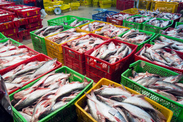 Vietnam, Saigon, plastic boxes of shark catfishes, Pangasianodon hypophthalmus, at central market - WEF000298