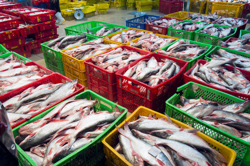 Vietnam, Saigon, Plastikkisten mit Haifischwelsen, Pangasianodon hypophthalmus, auf dem Zentralmarkt - WEF000298