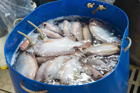 Vietnam, Saigon, Becken mit lebenden Fischen auf dem Zentralmarkt - WEF000302