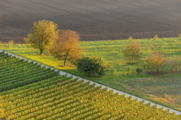 Deutschland, Baden-Württemberg, Breisach, Blick auf Weinreben und Feld von oben - LAF001260