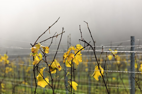 Deutschland, Baden-Württemberg, Weinblätter in Herbstfarben, lizenzfreies Stockfoto