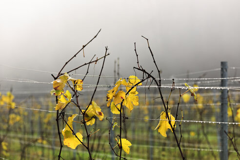 Deutschland, Baden-Württemberg, Weinblätter in Herbstfarben - LAF001261