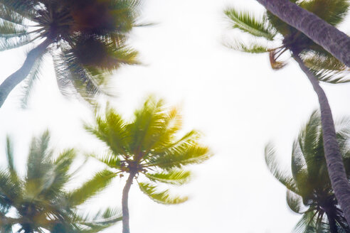 Maledives, Ari Atoll, view to palm tree tops at storm - FLF000597