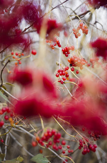 Beeren des Schneeballstrauchs im Winter - CZF000184