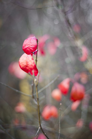 Rote Herbstblätter an einem Strauch, lizenzfreies Stockfoto