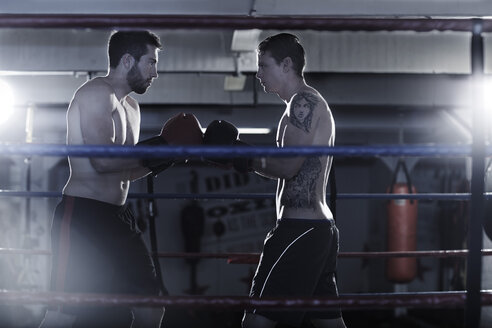 Zwei Boxer beginnen einen Kampf - ZEF002493