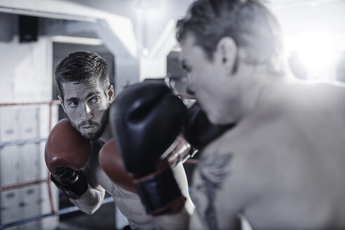 Zwei Boxer kämpfen im Ring - ZEF002494