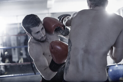 Zwei Boxer kämpfen im Ring - ZEF002495