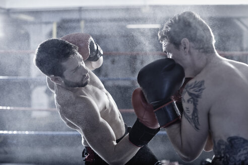 Zwei Boxer kämpfen im Ring - ZEF002496