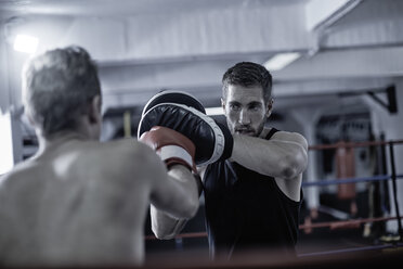 Trainer mit Boxer beim Training im Boxring - ZEF002511